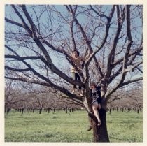 Jane Morgan in a tree