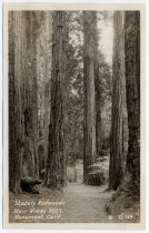 Muir Woods postcard