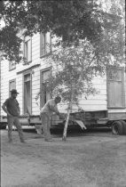 Birch tree being removed for Zanker House placement
