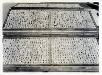 Drying trays of apricots