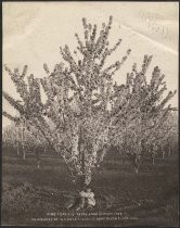 "Nine year old Royal Anne Cherry Tree on Orchard of H. Postlethwaite near Santa Clara, Cal."