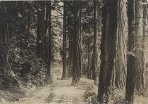 "Study in a Forest of Redwoods"