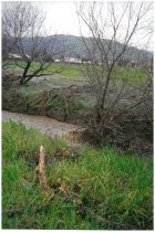 Flood water flowing down through trees, houses in the distance