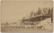 Cows at Agricultural Park