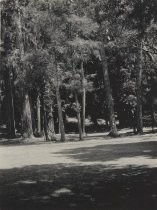 Meadow and Trees, Big Basin, California