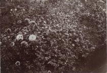 Garden bed of dahlias