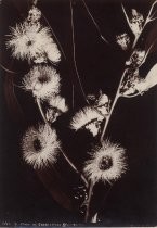 "A Study of Eucalyptus Blossoms"