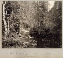 "Where the Trout Sport in the Sunny Riffles, Waddell Creek"