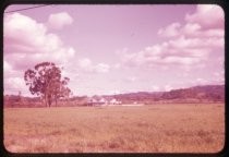 "Springtime South of Willow Glen 1957"