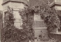 Climbing rose on house exterior