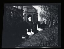 Geese at Palace of Fine Arts