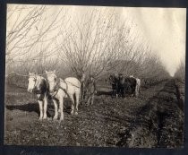 "Cultivating a [Cherry?] Orchard in Winter on the line of the Interurban R.R."