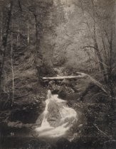 "Sunshine & Shadow, East Waddell Creek"