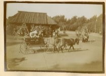 Donkey Pulling Carriage in Golden Gate Park