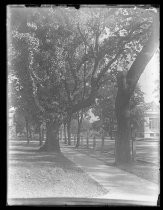 "Street scene - Gilroy 1915"