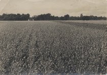 Onion seed farm