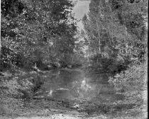 Trees surrounding a stream or pond, c. 1912