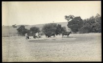 Cows in pasture, 1918