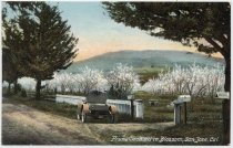 Prune Orchard in Blossom, San Jose, Cal