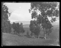 "Landscape - Elwood, near Santa Barbara"