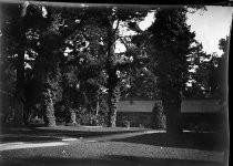 Building amidst the trees