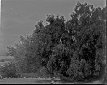 Large tree with hammock, c. 1912