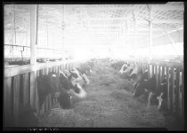 "Gianni" dairy farm cows