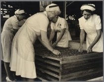 Eastside Plant - Removing dried fruit from tray