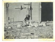 Dog with rabbits, 31 South River Street