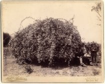 Rose Tree at residence of C. J. Cromarty, 256 South Second Street