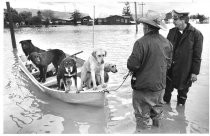 1983 Flood of Alviso - Evacution of Dogs