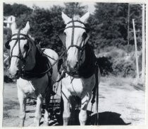 "Dolly and Molly" work horses