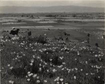 California Poppies, 1938