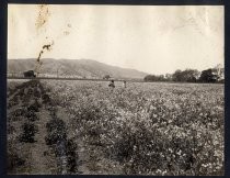 "Field of peas in blossom near line of S. J. & L. G. I. R. R."