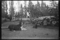 Family dog resting in the yard