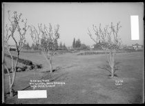 Springtime - Municipal Rose Garden