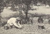 Picking Prunes (Santa Clara Valley, California)