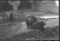 Bears at San Diego Zoo