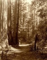 "Mrs. A. P. Hill (Florence) on the edge of the Maddox Cabin Trail"