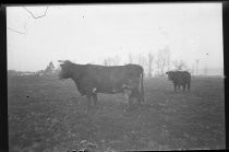 Steers in a field