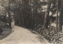 Country road with wild grapevines