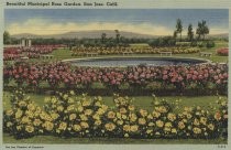 Beautiful Municipal Rose Garden, San Jose, Calif