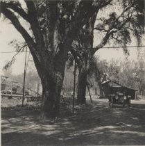 Cork Trees at Lick Mill