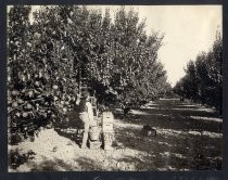 "Picking apricots near line of S. J. & L. G. R. R. Co."