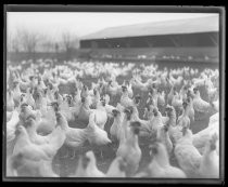 Chickens at poultry farm