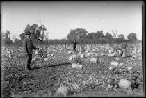 Three men in field of pumpkins, each next to new tree