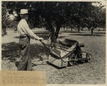 Mr. Flint with his prune picker