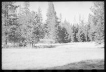 Meadow amidst pine trees