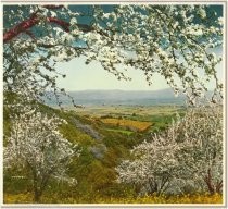 Blossom Time in Santa Clara Valley