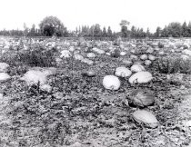 Field of pumpkins